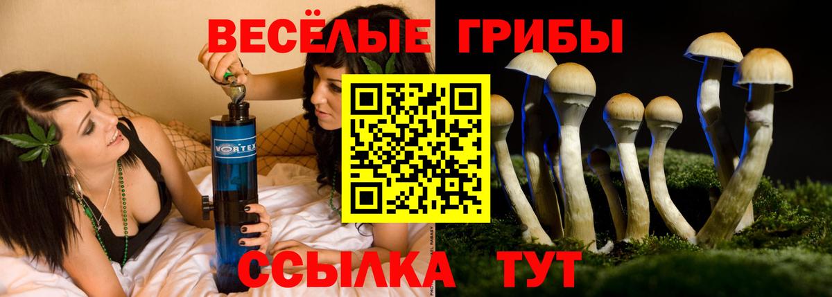 Галлюциногенные грибы Psilocybe Лесосибирск